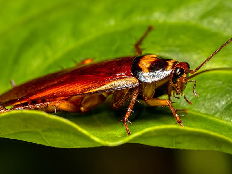 australian cockroach found in florida