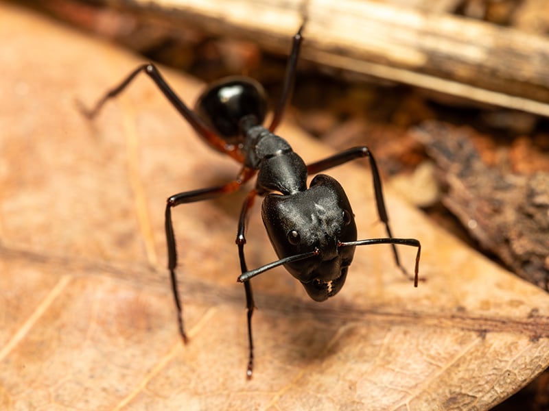 big black ant in jacksonville fl