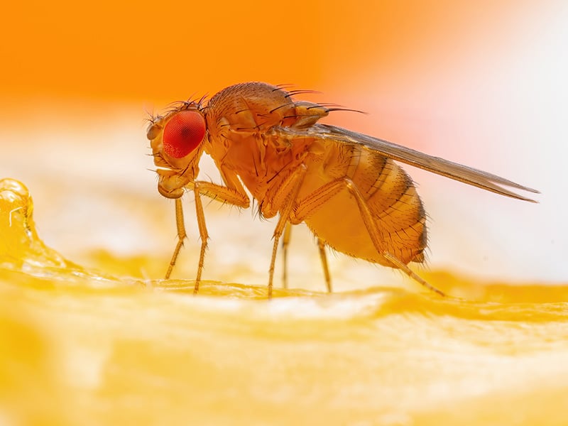 fruit fly in a jacksonville fl home