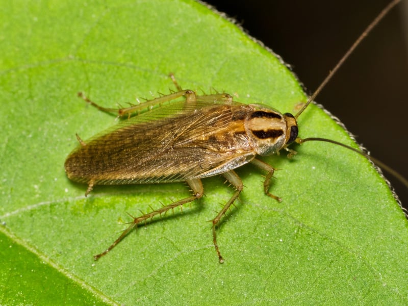 german cockroach
