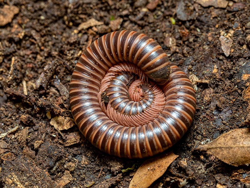 millipede curled up in a ball