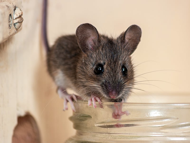 common house mouse in jacksonville