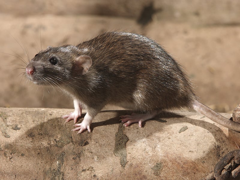 norway rat in florida