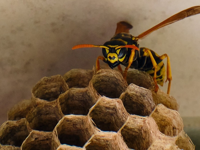 wasp making nest