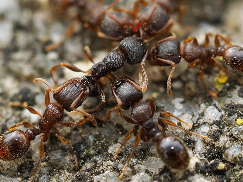 pavement ants searching for food