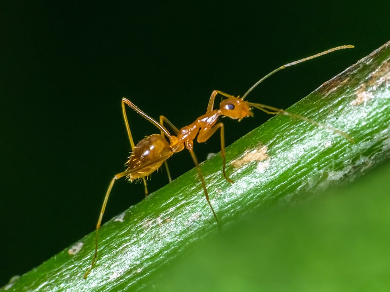 single Pharaoh ant in Florida
