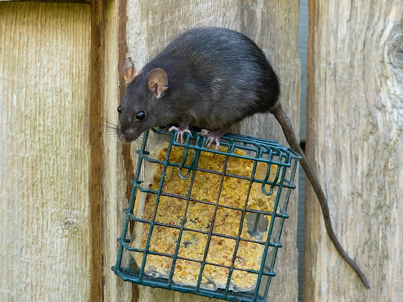 roof rat eating bird seed