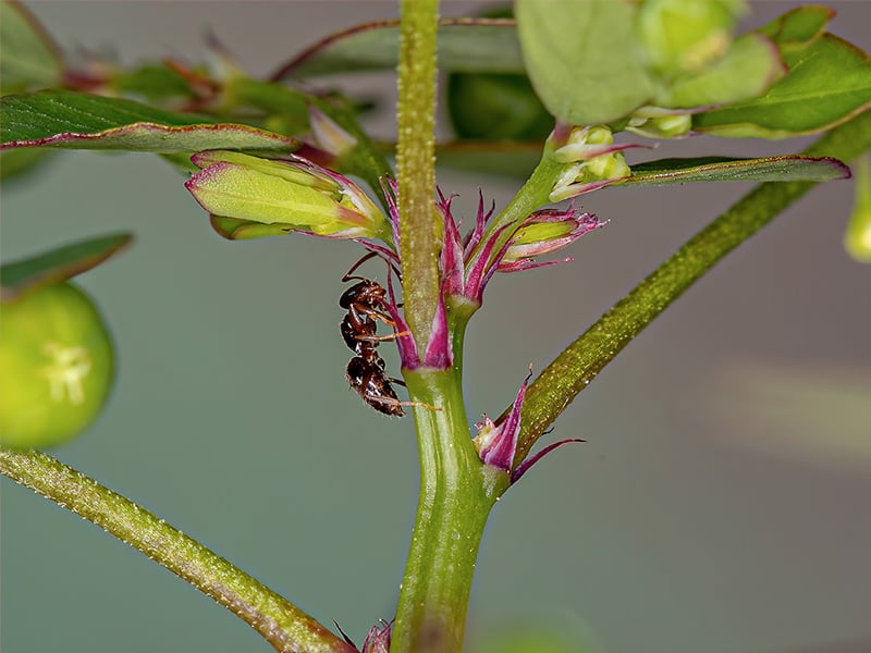 rover ant on plant