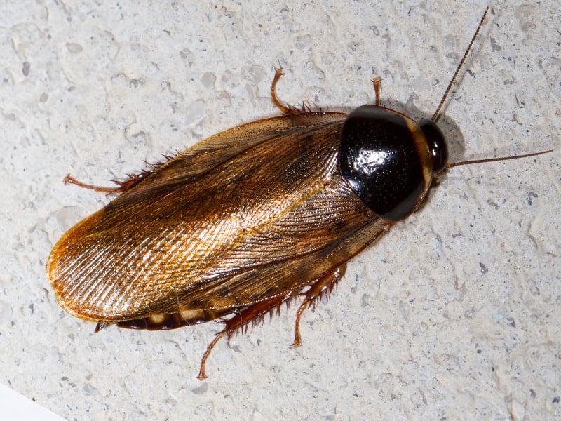 surinam cockroach inside florida home