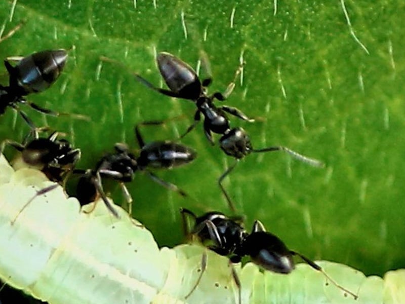 white-footed ants searching for food