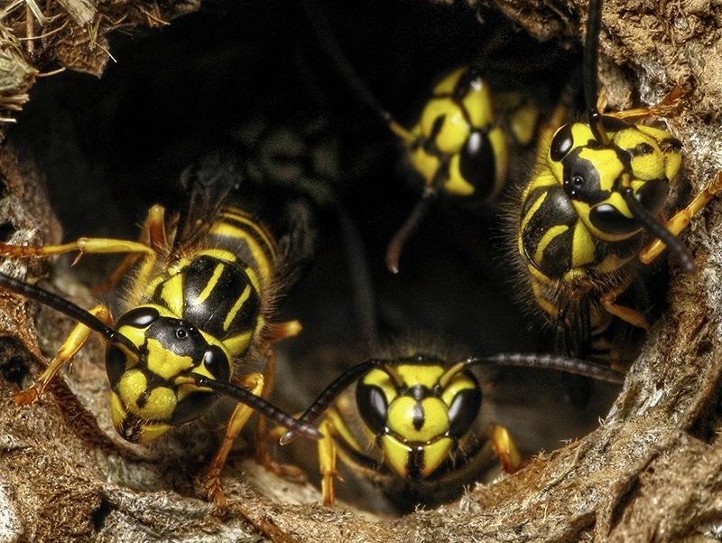 yellow jackets in a nest