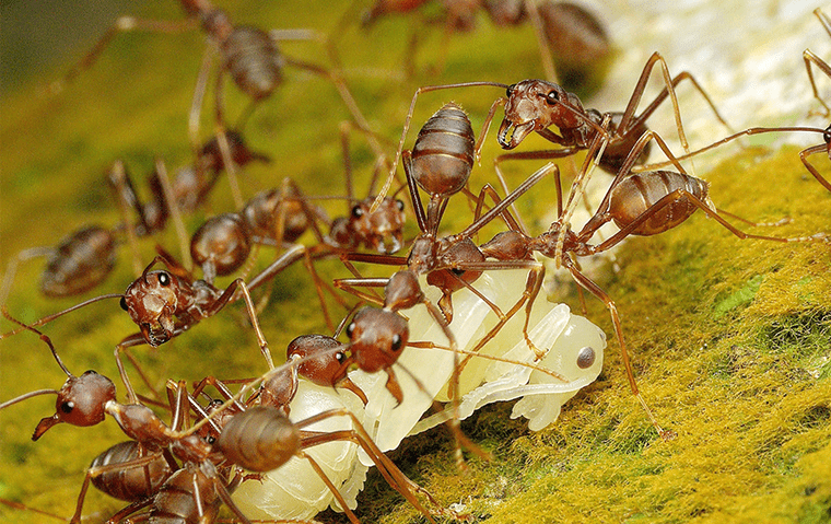 pharaoh ants on a leaf outside of an asbury lake florida home