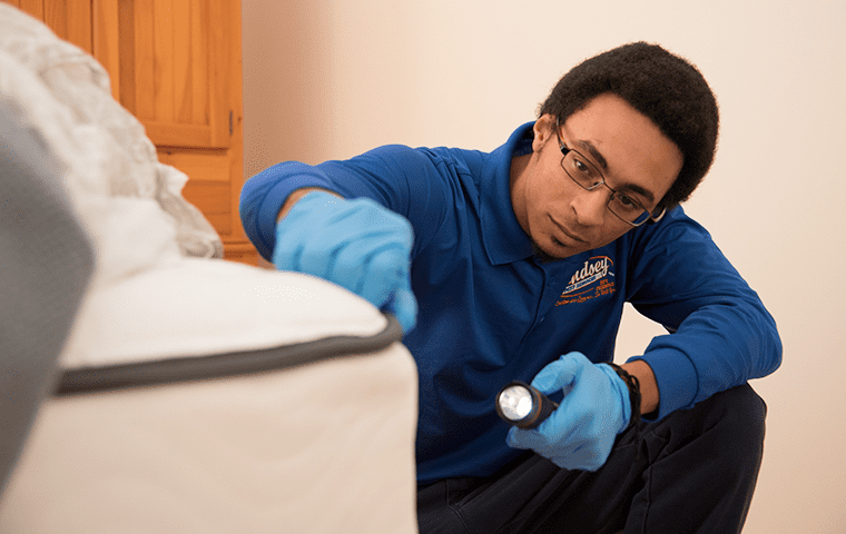 a technician inspecting a bed for bed bugs in fruit cove florida