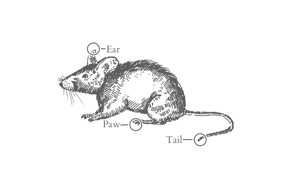 an illustration of a rat