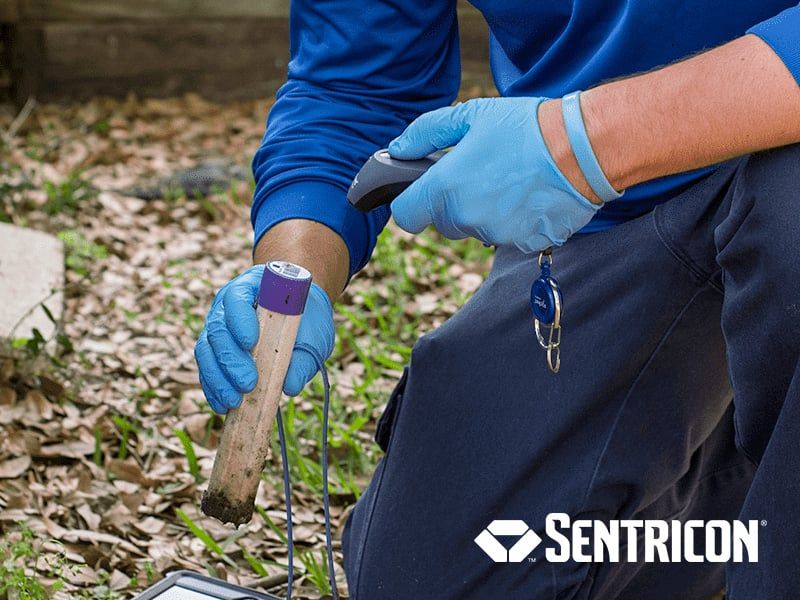 sentricon termite baiting