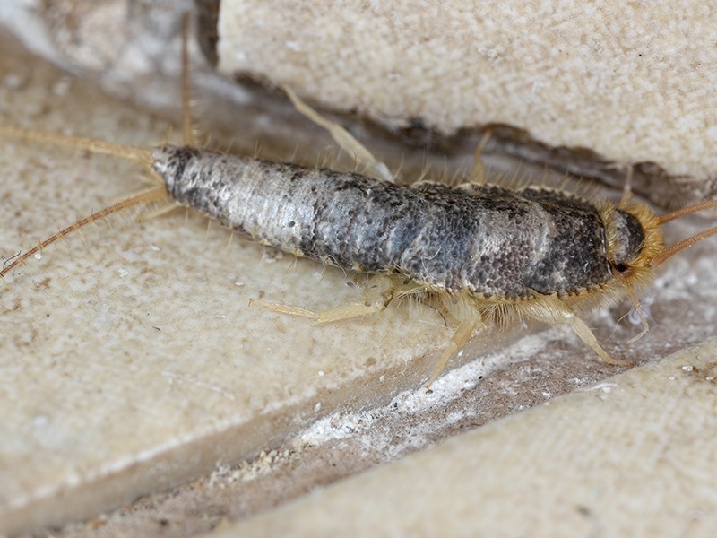silverfish on tile