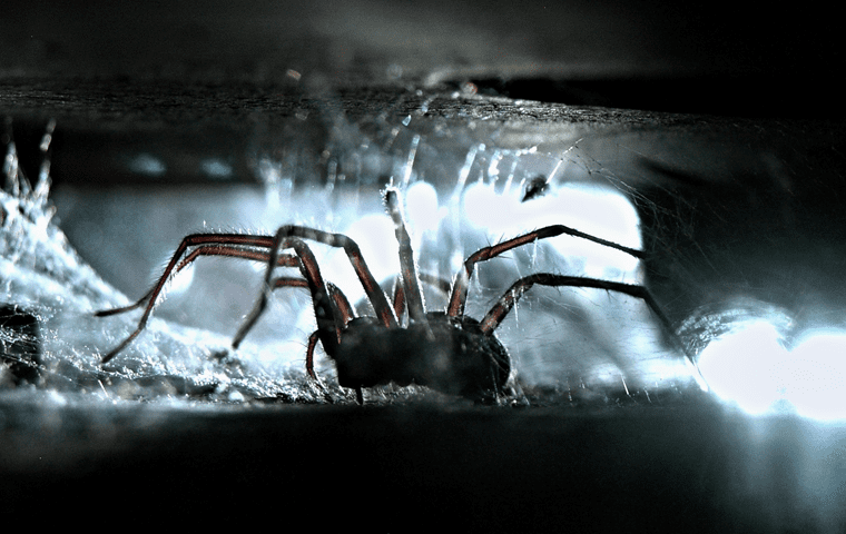 spider under furniture