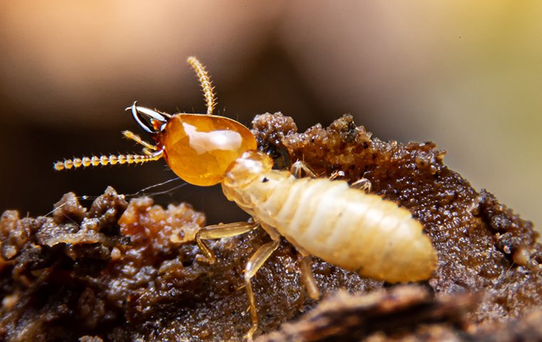 termite eating wood