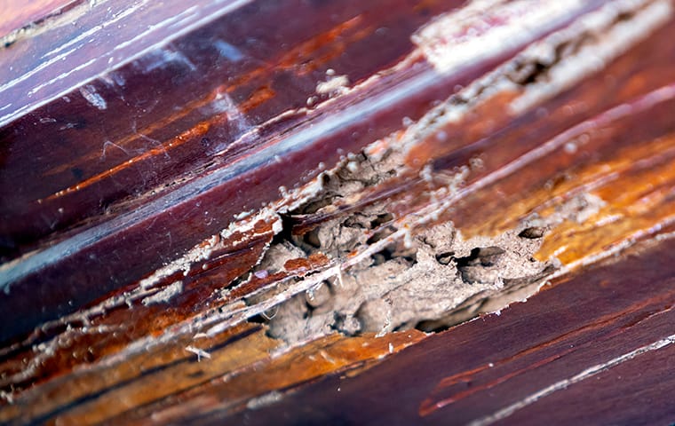 termite damage in jacksonville home
