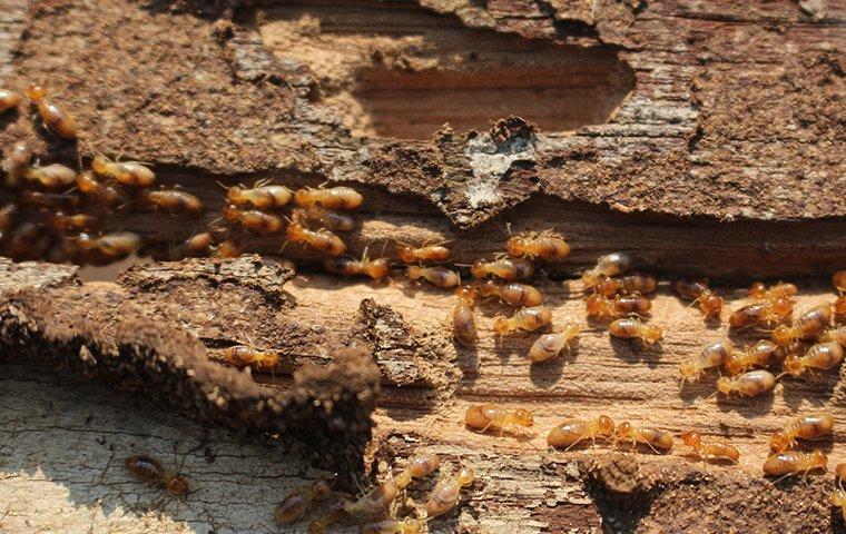 termite infestation