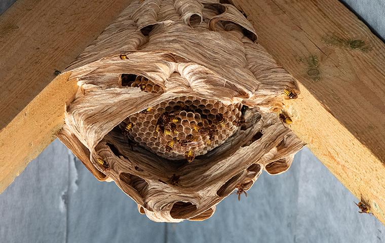 stinging insect nest
