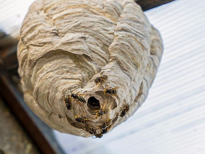 wasp nest attached to jacksonville home