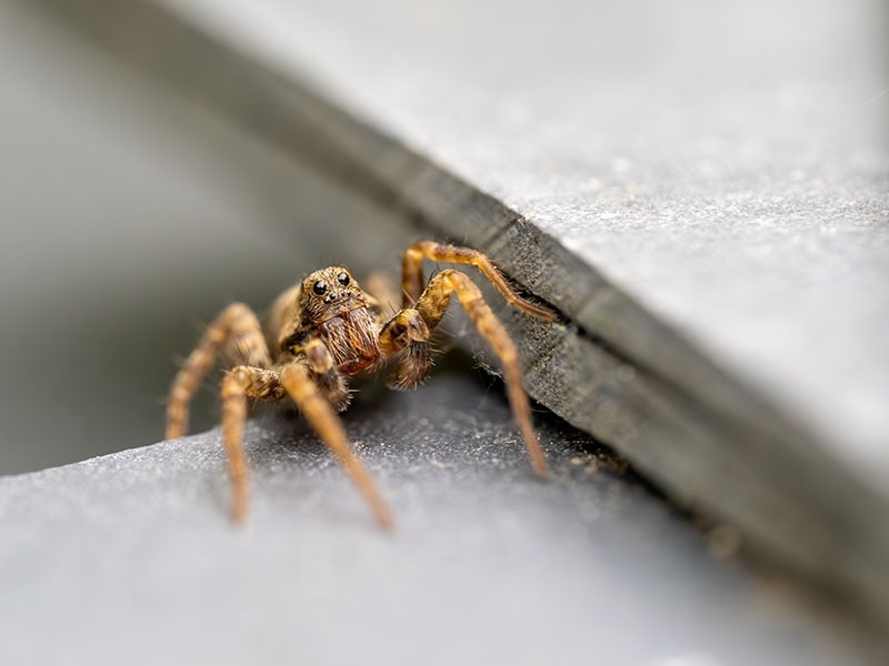 wolf spider in jacksonville home