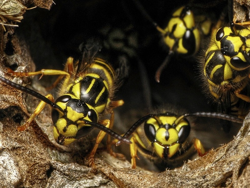 yellow jackets at entrance of ground nest