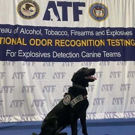 congrats echo