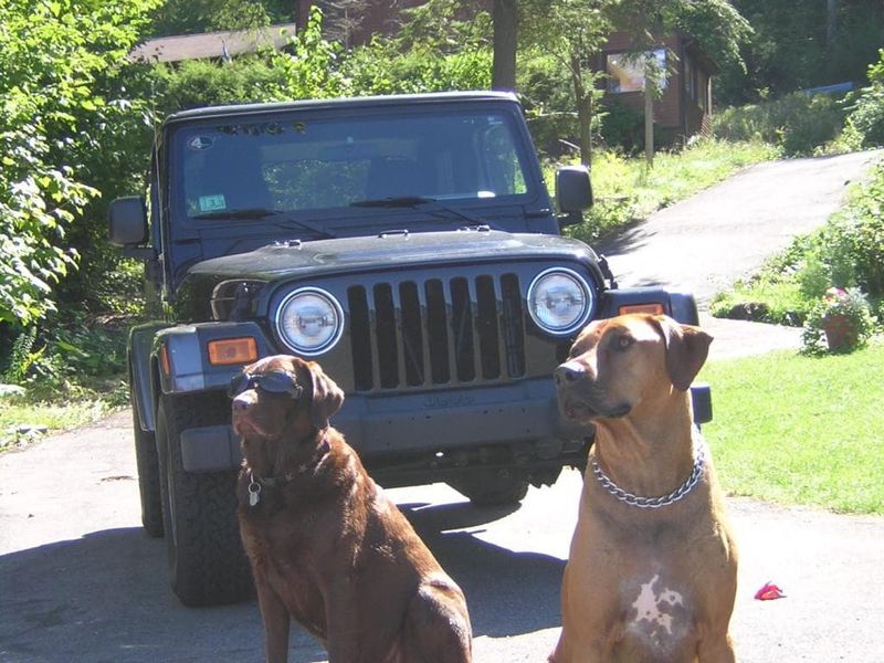 dogs in front of a jeep