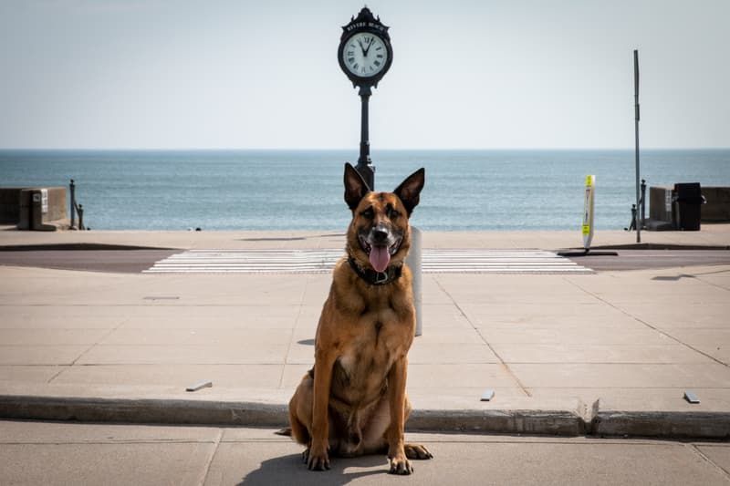 k9-tek