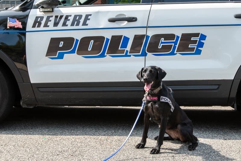 k9-echo