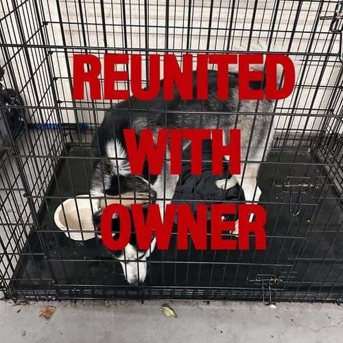 Reunited with owner 4