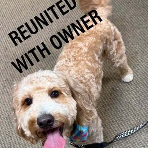 Reunited with owner 6