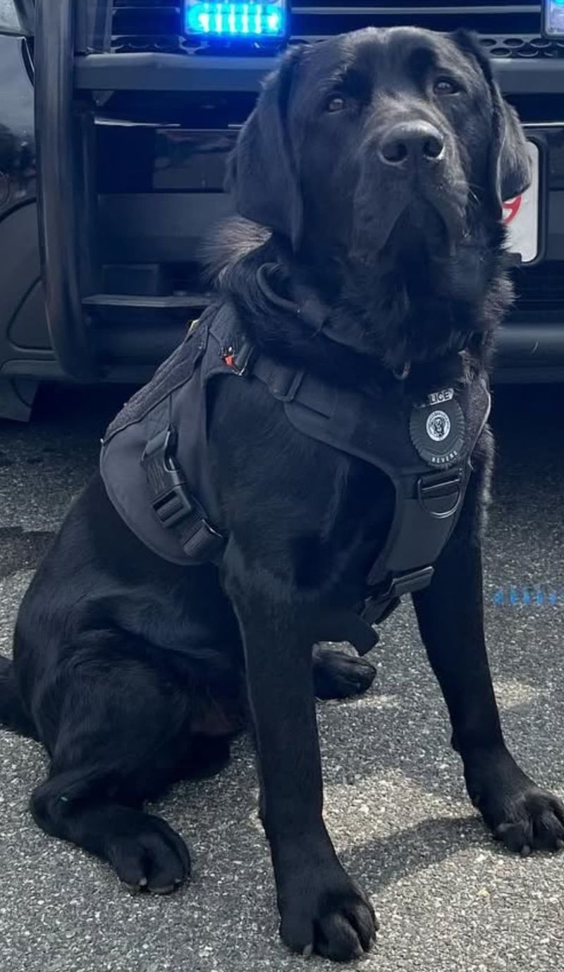 k9-charlie