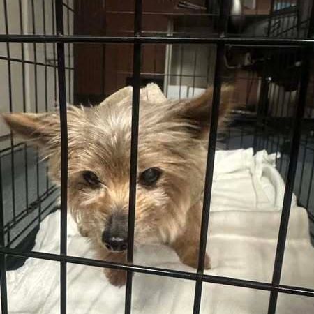 Cute puppy in a kennel