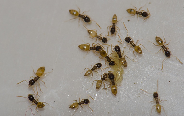 a group of argentine ants crawling on a surface in a home