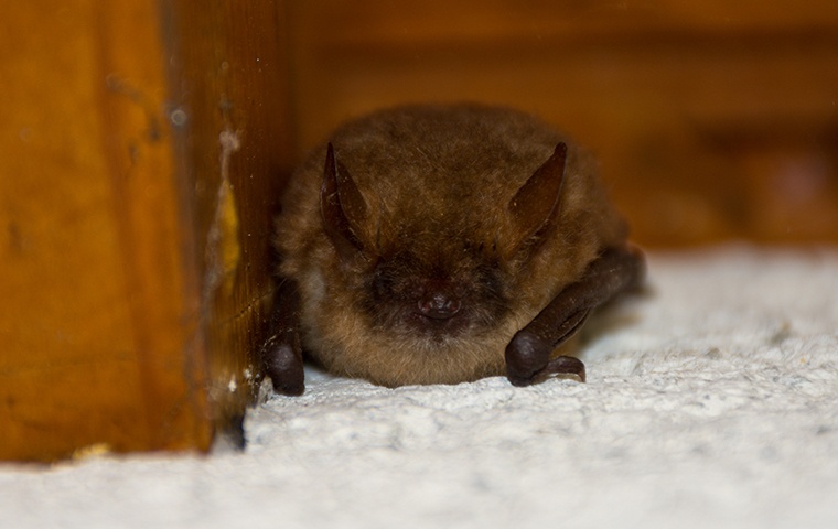 a little brown bat inside a home