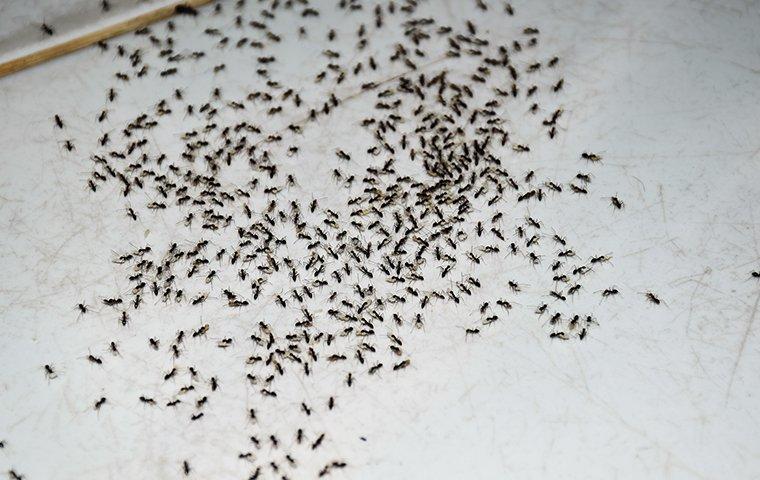a whole swarm of ants on a kitchen counter