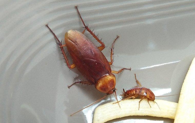 What Do Cockroaches Eat?, Roach Diet Facts