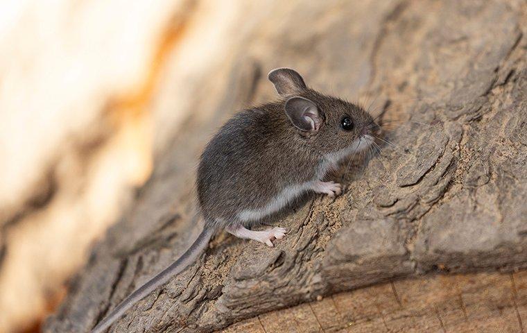 a deer mouse on a log outdoors