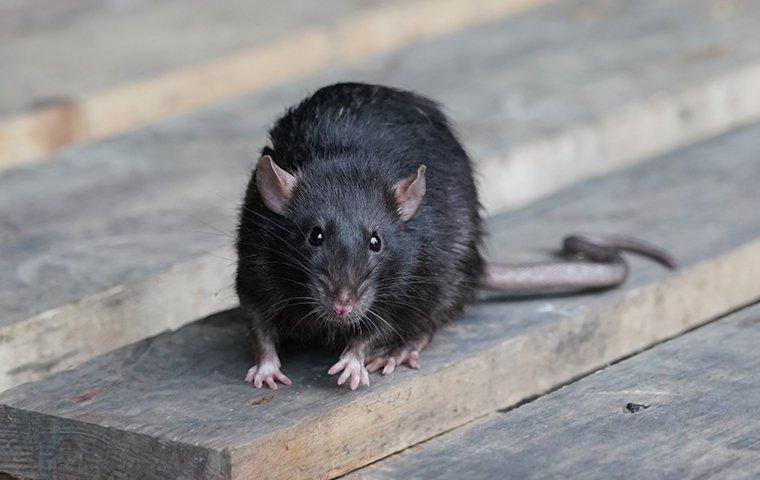 a black rodent on a wooden plank