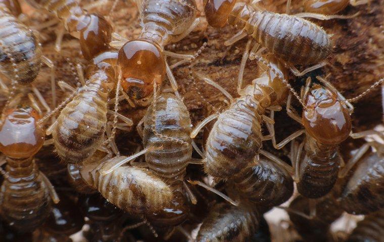 a group of termites in nest