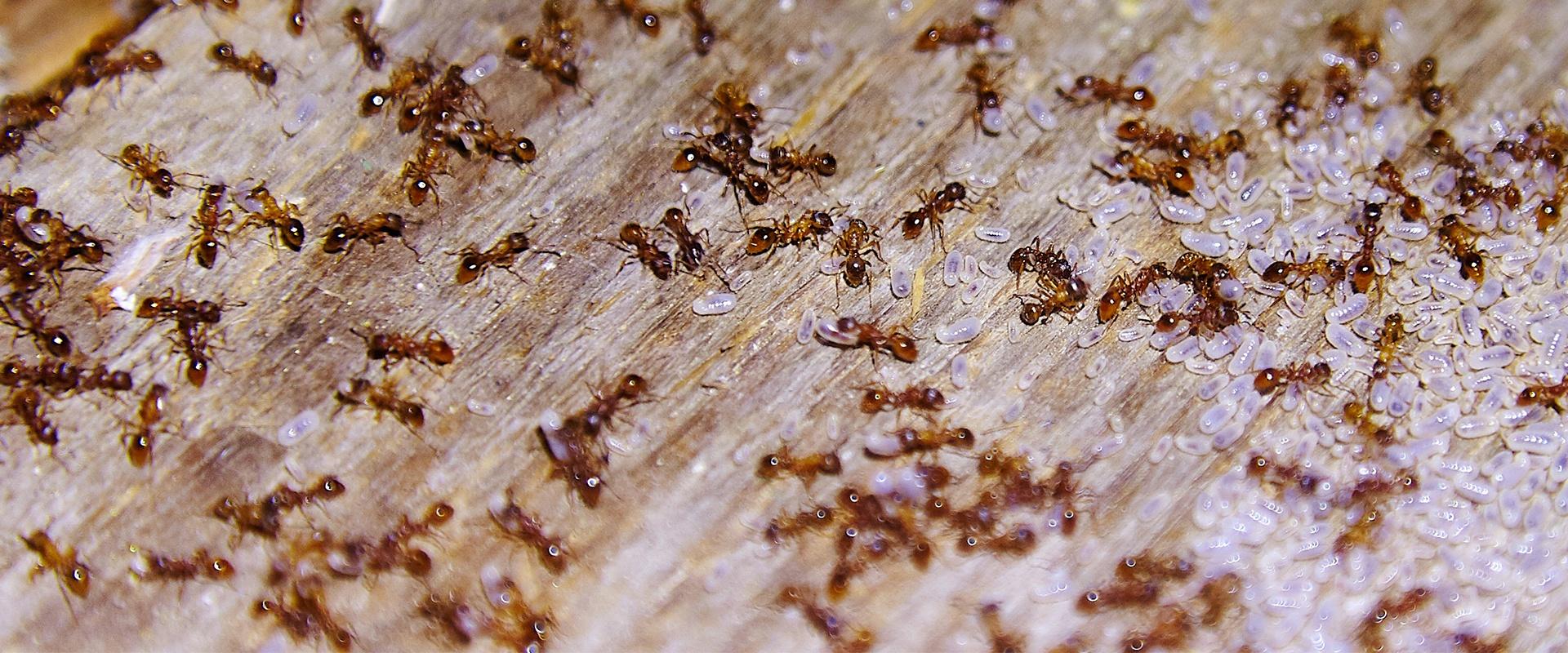 an ant infestation inside a home