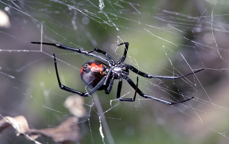 a black widow spider on a web outside a human