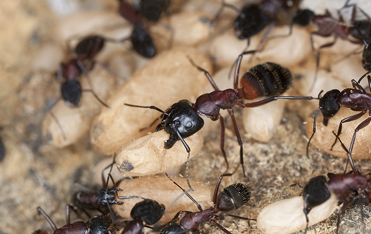 a group of carpenter ants inside a home