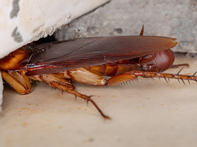 american cockroach laying ootheca