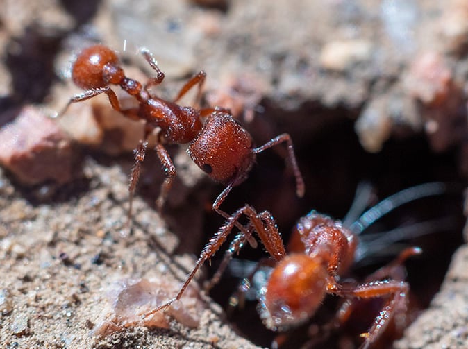 harvester ants in maricopa county arizona