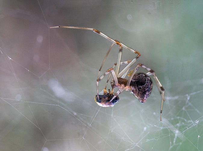 house spider with beetle in its web