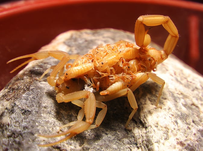 arizona bark scorpion with babies outside Phoenix home